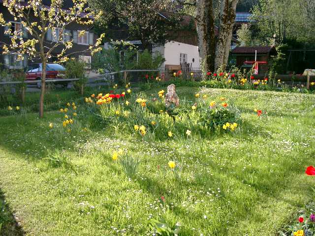Blumenwiese im Garten des Schullandheims